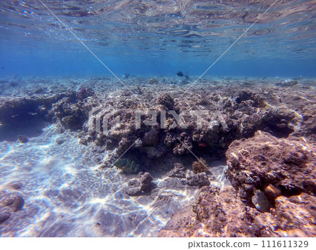Underwater life of reef with corals and tropical fish. Coral Reef at the Red Sea, Egypt. 111611329