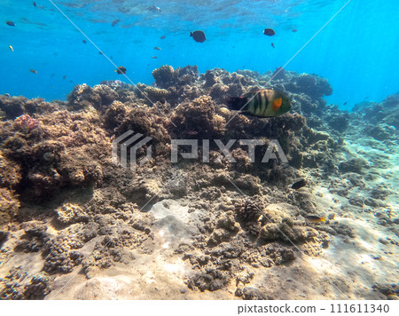Big Broomtail wrasse (Cheilinus lunulatus) at coral reef.. 111611340