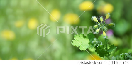 Shining spring garden. Young greenery on a spring day. Nature rejoices. Clear sunny day. Summer. 111611544