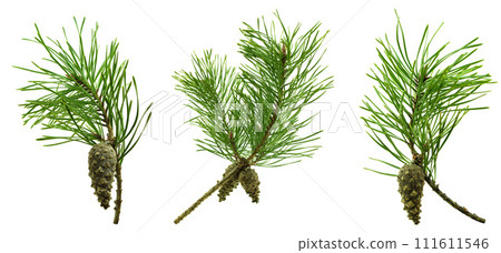 Set of isolated pine branches for decoration and floral decoration 111611546