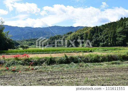 A cluster amaryllis that blooms in the rice field of rice fields 111611551