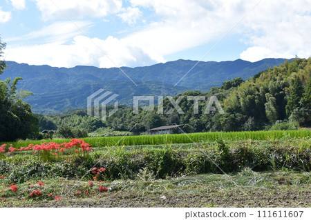 在稻田的稻田中開花的群集孤挺花 111611607