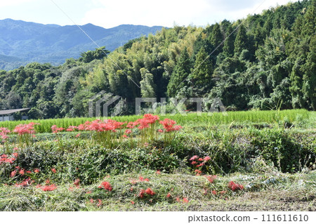 在稻田的稻田中開花的群集孤挺花 111611610