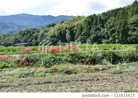 在稻田的稻田中開花的群集孤挺花 在稻田的稻田中開花的群集孤挺花 111611613