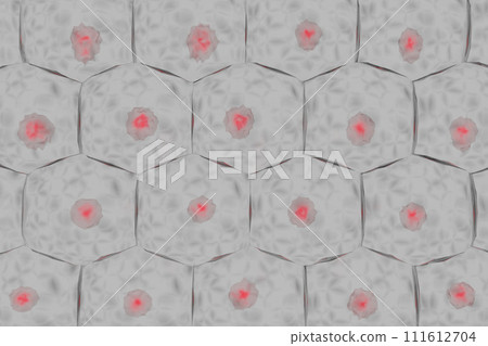 Image of multiple animal cells arranged regularly Image of multiple animal cells arranged regularly 111612704