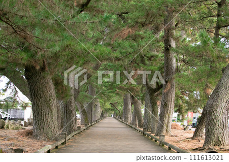 Miho, the path of the gods, home to Japan's three major pine forests, Shizuoka Prefecture Miho, the path of the gods, home to Japan's three major pine forests, Shizuoka Prefecture 111613021