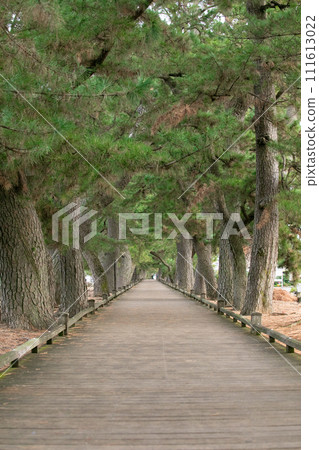 Miho, the path of the gods, home to Japan's three major pine forests, Shizuoka Prefecture Miho, the path of the gods, home to Japan's three major pine forests, Shizuoka Prefecture 111613022