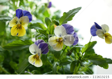 Cute viola flowers waiting for spring in a snowy country Viola flowers catch the spring light by the window even though they can't go outside yet 111613215