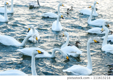 The swans are feeling confused due to the warm winter. It's time to prepare to return to the north. 111613218