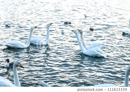 Swans exchanging opinions in pairs; Swan leaders discussing returning to Siberia 111613339
