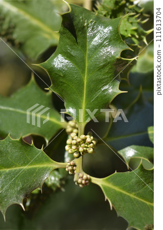 Hedgehog Holly Ferox Hedgehog Holly Ferox 111613704