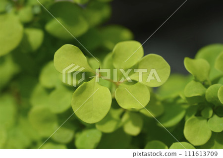 Japanese barberry Special Gold Japanese barberry Special Gold 111613709