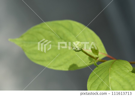 Common buttonbush Common buttonbush 111613713