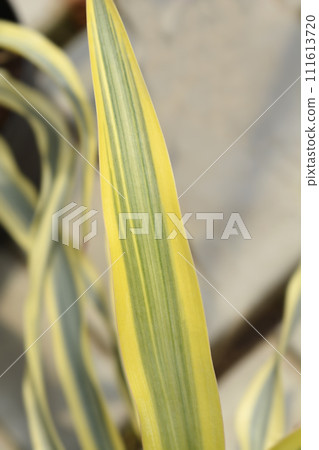 Variegated Spanish dagger 111613720