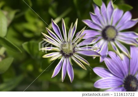 African daisy 111613722