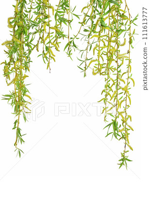 Spring twigs easter blossom pussy willow tree. Isolated. Spring. Fresh young foliage. Spring twigs easter blossom pussy willow tree. Isolated. Spring. Fresh young foliage. 111613777