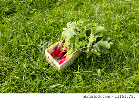 Gardening. Radish fresh arrangement in a wooden box, fresh and organic vegetables. Small healthy and bio food business Gardening. Radish fresh arrangement in a wooden box, fresh and organic vegetables. Small healthy and bio food business 111613783