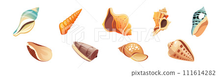 Spiral Conch and Sea Shell as Marine Element Vector Set 111614282