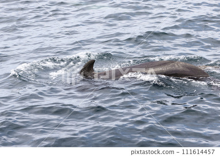 Close-up of pilot whale's powerful back as it breaks the Norwegian Sea surface Close-up of pilot whale's powerful back as it breaks the Norwegian Sea surface 111614457