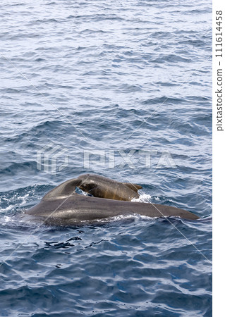 Vertical shot of pilot whale calf closely following mother in Norwegian Sea's waves Vertical shot of pilot whale calf closely following mother in Norwegian Sea's waves 111614458