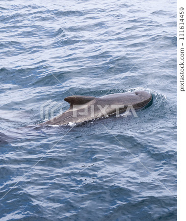 Vertical photo: Pilot whale's sleek silhouette against the Norwegian Sea's textured blue Vertical photo: Pilot whale's sleek silhouette against the Norwegian Sea's textured blue 111614459
