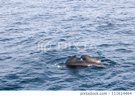 mother pilot whale and her calf create a stirring image of family bonds near Andenes 111614464