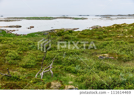 Rugged beauty of Norway: windswept trees, lichen rocks against quiet sea, overcast 111614469