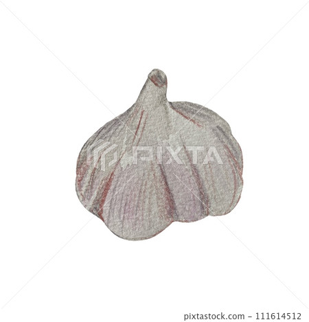 Garlic bulb grey plant a watercolor illustration Garlic bulb grey plant a watercolor illustration 111614512