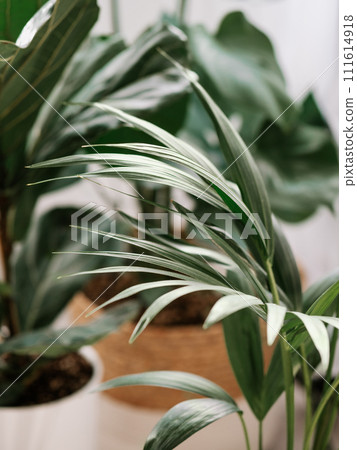 Kentia palm leaves on fiddle leaf fig or ficus lyrata and mostera defocused background. Authentic shot of urban jungle. House plants. Vertical 111614918