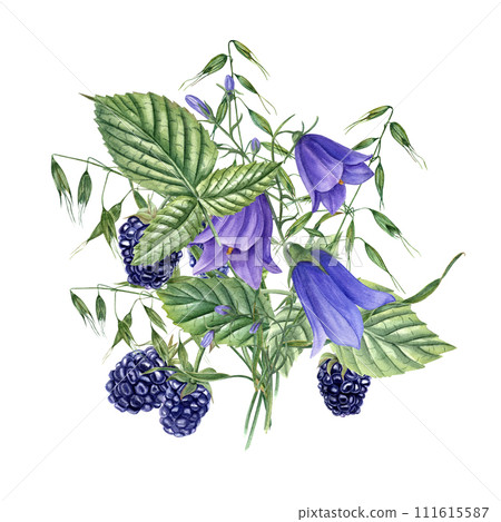 Bouquet with Blackberries, blue Harebells, wild oats. Meadow plants and forest berries. Campanula, avena. Dewberry, bramble. Watercolor illustration for template package design. Bouquet with Blackberries, blue Harebells, wild oats. Meadow plants and forest berries. Campanula, avena. Dewberry, bramble. Watercolor illustration for template package design. 111615587