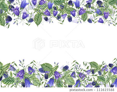 Ripe Blackberries, meadow plants and Flowers. Horizontal frame with Berries, campanula, avena. Dewberry, bramble. Watercolor illustration. For template package greeting. Space for text Ripe Blackberries, meadow plants and Flowers. Horizontal frame with Berries, campanula, avena. Dewberry, bramble. Watercolor illustration. For template package greeting. Space for text 111615588