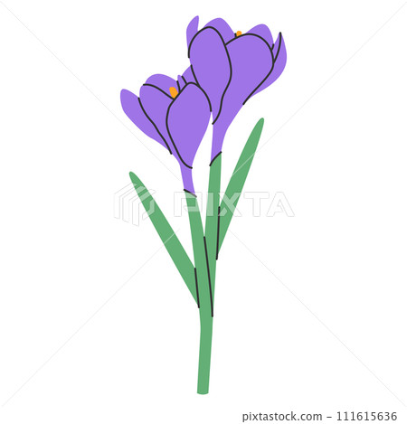 Violet crocus flowers with leaves isolated on white.Purple saffron crocus sativus hand drawn flowers.Healing Herbs for design natural cosmetics, aromatherapy,medicine,print.Vector illustration EPS 10 Violet crocus flowers with leaves isolated on white.Purple saffron crocus sativus hand drawn flowers.Healing Herbs for design natural cosmetics, aromatherapy,medicine,print.Vector illustration EPS 10 111615636