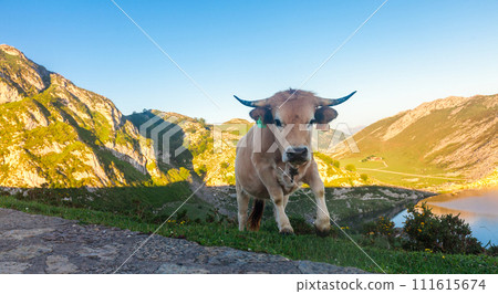 Mountain cow sits on a lawn in a national park at sunset 111615674