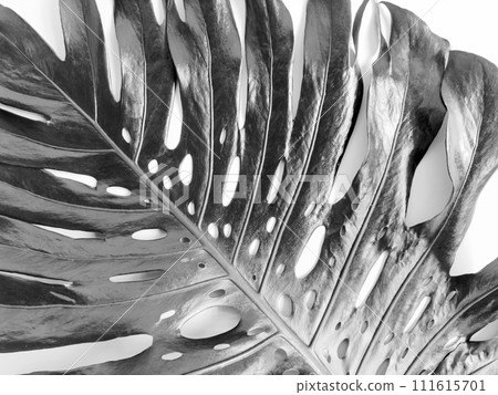Black and white photograph of monstera leaf with natural holes, dramatic lighting for artistic and botanical themes. Black and white photograph of monstera leaf with natural holes, dramatic lighting for artistic and botanical themes. 111615701