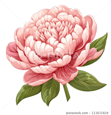Blooming Peony Illustration 111615829