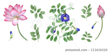Set of blue clitoria ternatea, lotus flower. Waterlilies, wisteria. Bud, flower, leaf, stem. Butterfly pea flower, sacred lotus. Watercolor illustration for greetings label design template 111616320