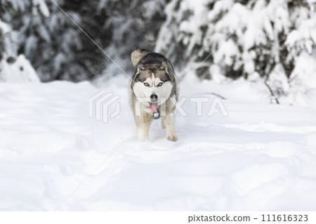 Dog shaking off snow. Funny husky in winter 111616323
