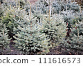 Several blue spruce trees growing in the forest 111616573