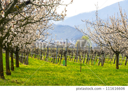 Apricot garden bloom in the Wachau valley, Lower Austria Apricot garden bloom in the Wachau valley, Lower Austria 111616606