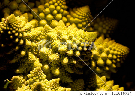 Romanesco broccoli close up photo 111616734