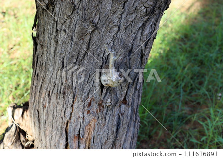 Texture of wood and tree bark. Texture of wood and tree bark. 111616891
