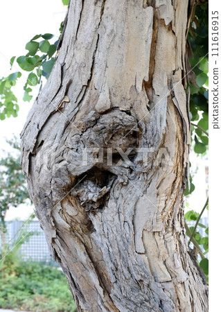 Texture of wood and tree bark. Texture of wood and tree bark. 111616915