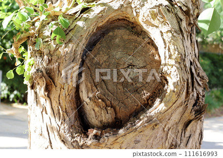 Texture of wood and tree bark. 111616993