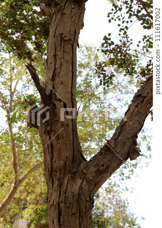 Texture of wood and tree bark. Texture of wood and tree bark. 111617002