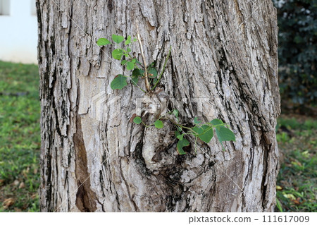 Texture of wood and tree bark. Texture of wood and tree bark. 111617009