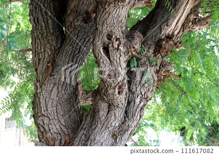 Texture of wood and tree bark. Texture of wood and tree bark. 111617082
