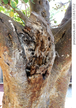 Texture of wood and tree bark. Texture of wood and tree bark. 111617112