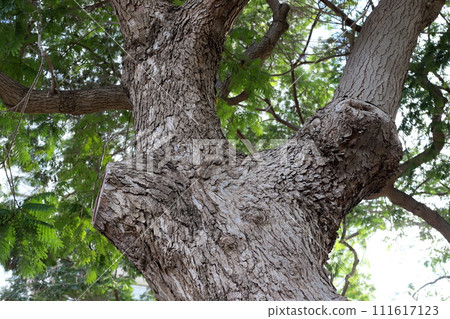 Texture of wood and tree bark. Texture of wood and tree bark. 111617123