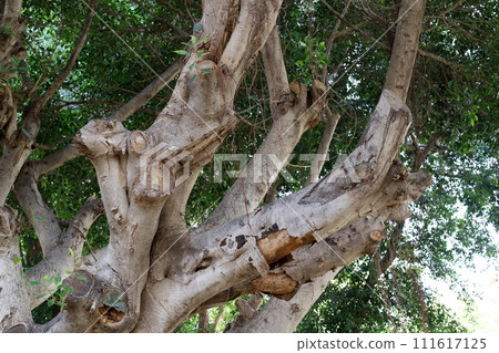Texture of wood and tree bark. Texture of wood and tree bark. 111617125