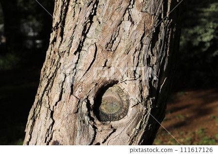 Texture of wood and tree bark. Texture of wood and tree bark. 111617126